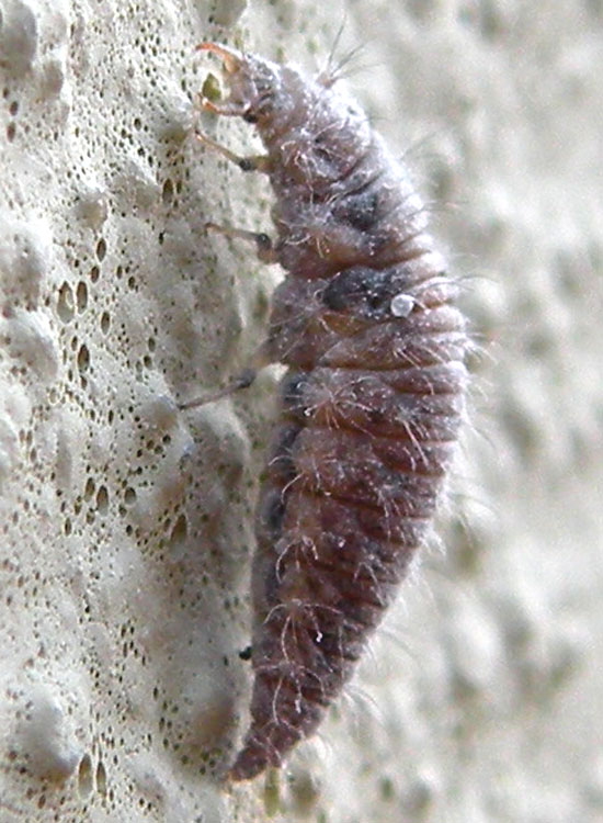 Larva di Chrysopa sp.